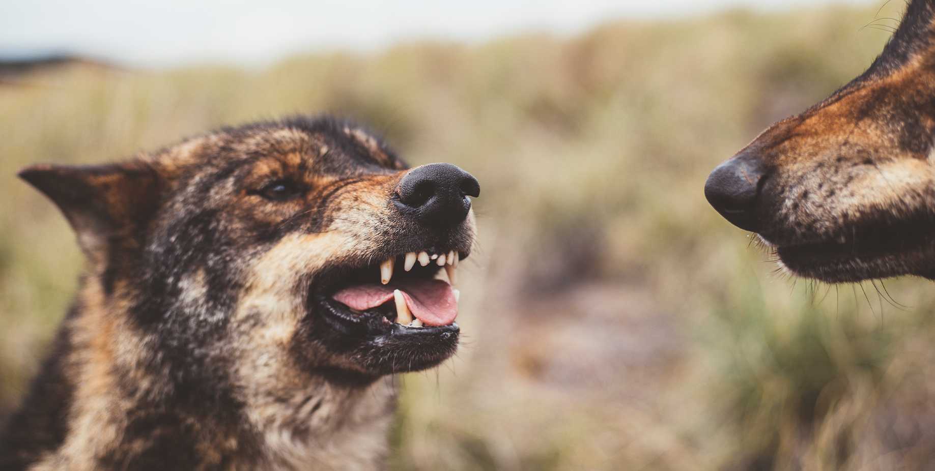 Rozporządzenie Wojewody Lubelskiego w sprawie zwalczania wścieklizny zwierząt