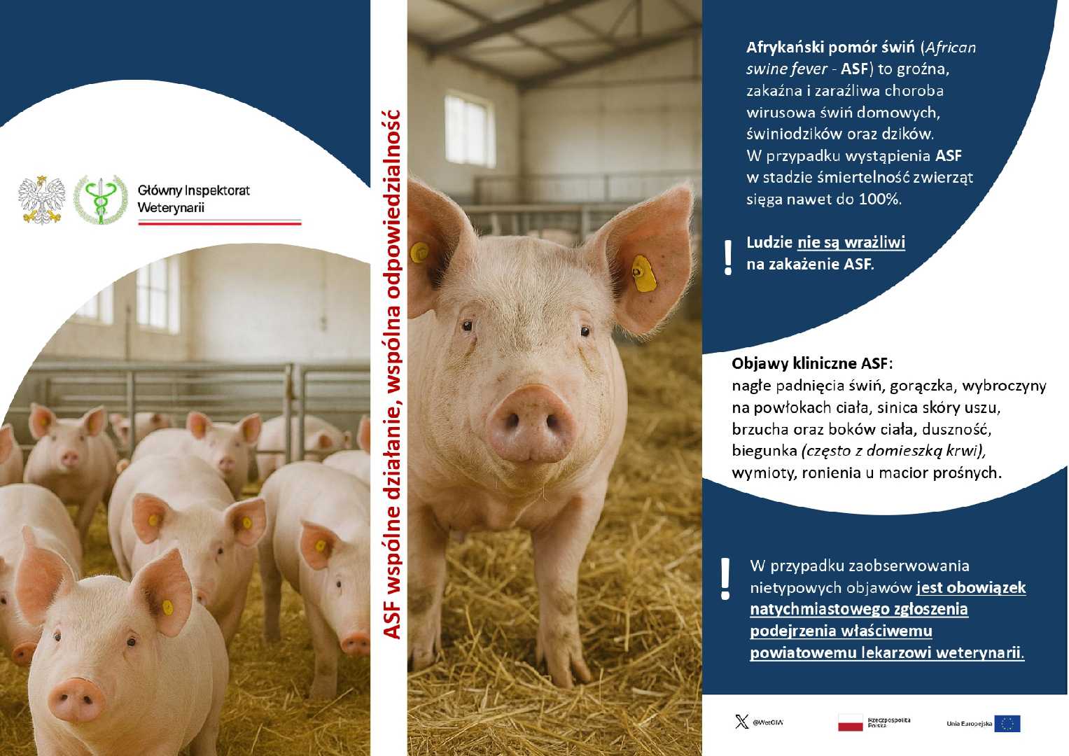 Afrykański pomór świń (African swine fever – ASF) to groźna, zakaźna i zaraźliwa choroba wirusowa świń domowych, świniodzików oraz dzików.