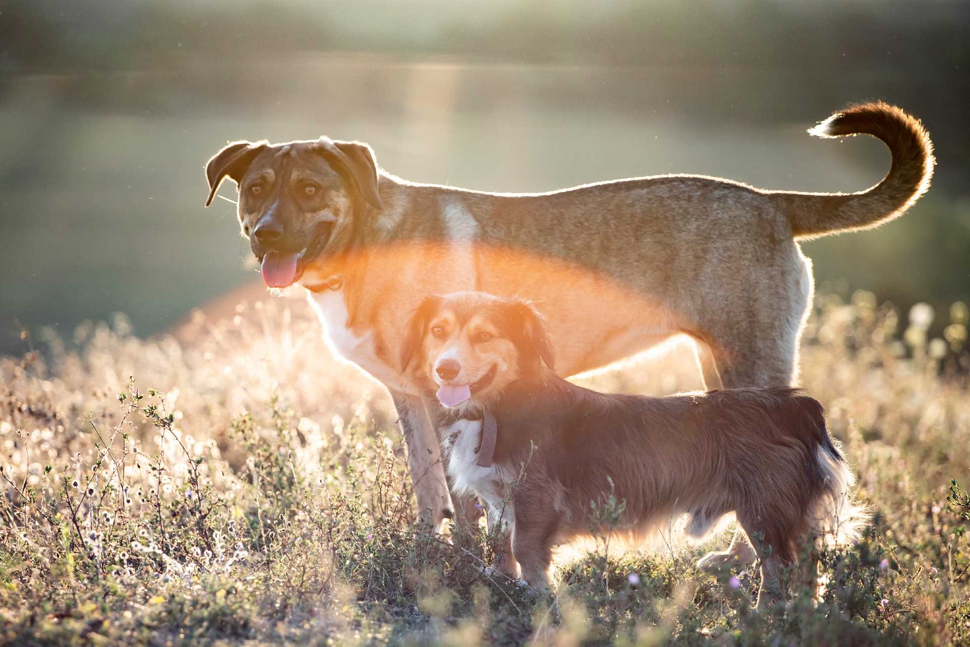 Apel do właścicieli psów
